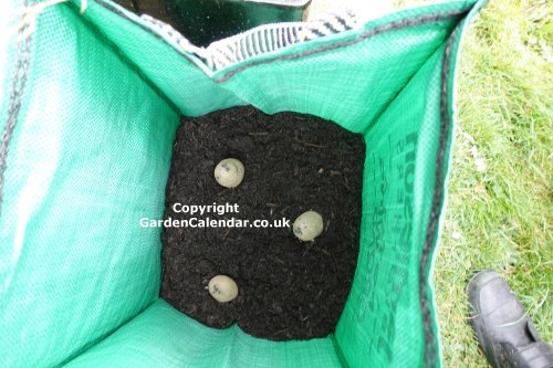 Seed potatoes planted in a container