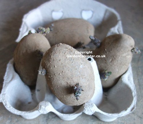Fully sprouted seed potatoes