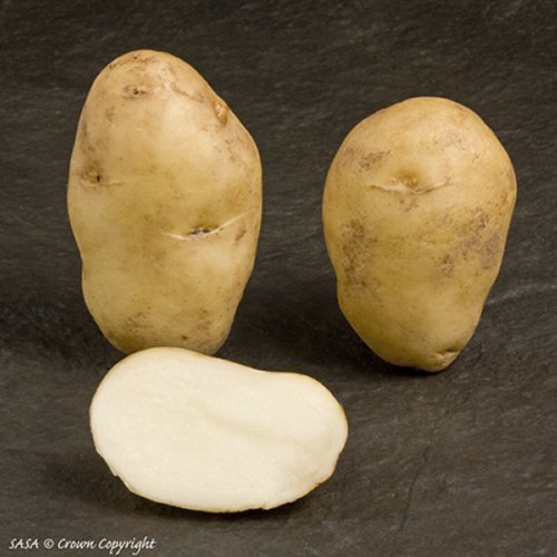 Arran Pilot First Early potato