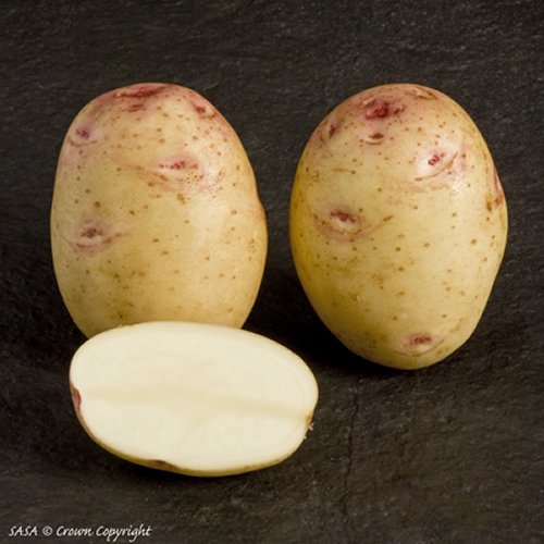 Cara Maincrop Potato
