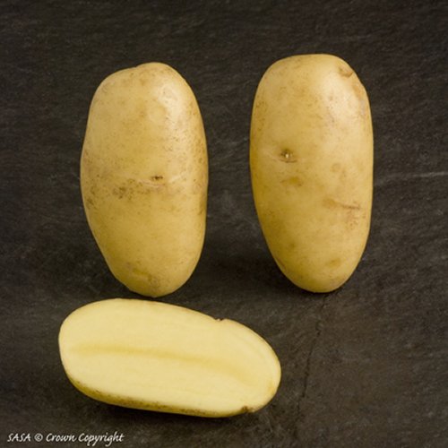 Charlotte Potato