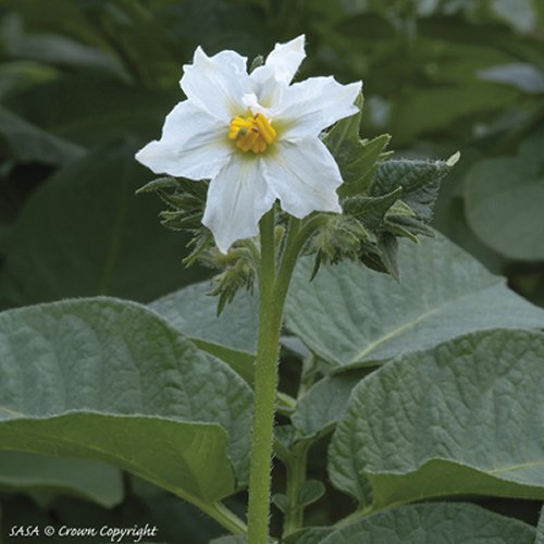 Estima potato flower
