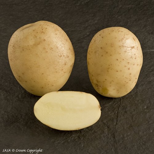 Estima Early Maincrop Potato