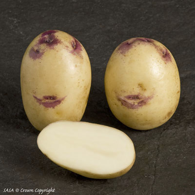 Kestrel Potato