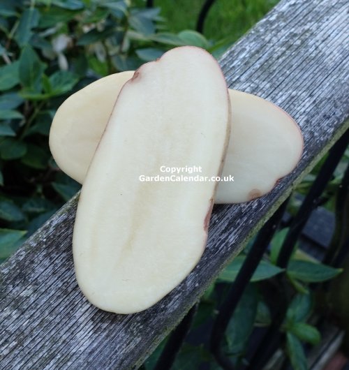 King Edward potato sliced in half