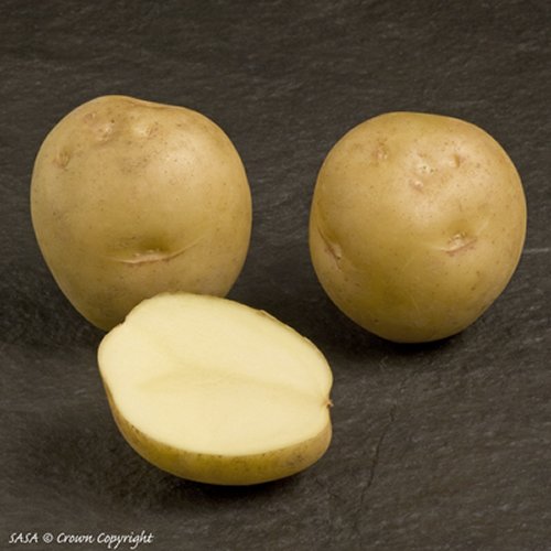 Marfona Potatoes cleaned