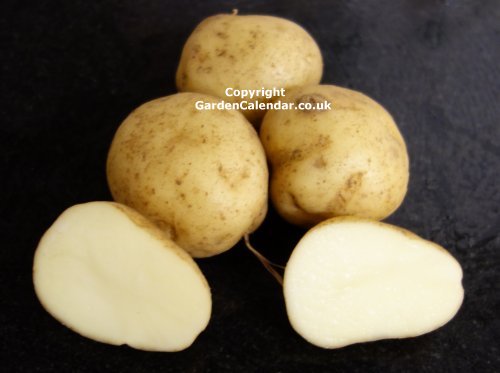Maris Peer potatoes