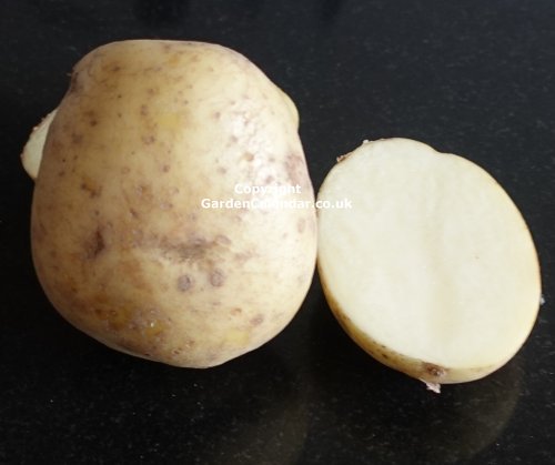 Maris Piper Maincrop Potato