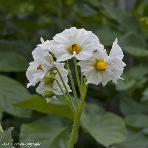 Flower of Nicola Potato Plants