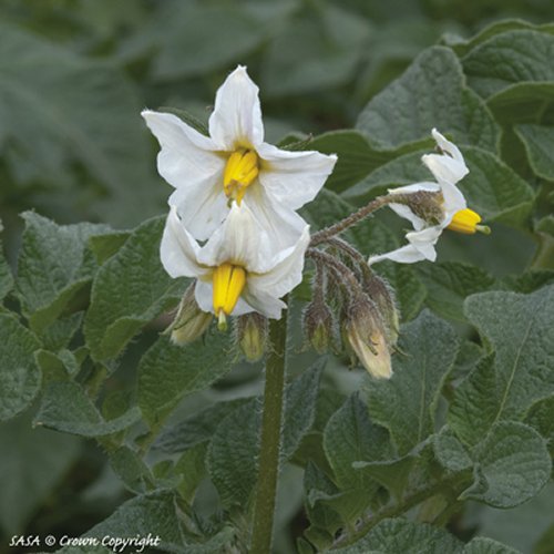 Flower of Pentland Javelin