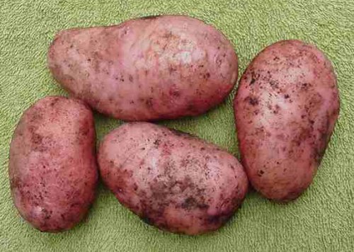 Sarpo Axona Potatoes