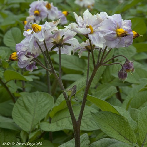 Setanta potato flower