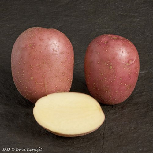 Setanta Maincrop Potato