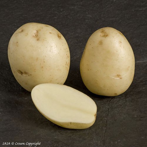 Swift First Early potato