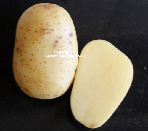Vivaldi Potato