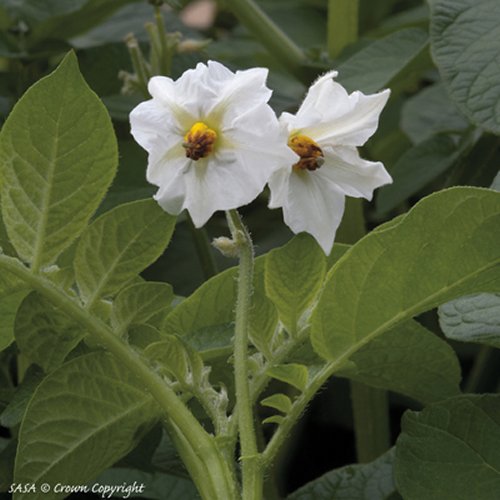 Wilja Potato Flowers