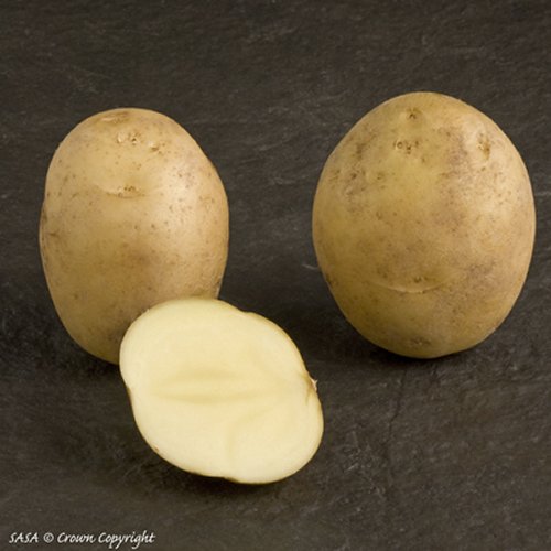 Wilja Potato